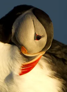 Atlantic Puffin (Fratercula arctica) preening in late evening light, Heimaey, Westman Isles