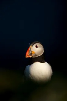Images Dated 29th June 2009: Atlantic Puffin (Fratercula arctica) resting, Sumburg Head, Shetland Isles, Scotland