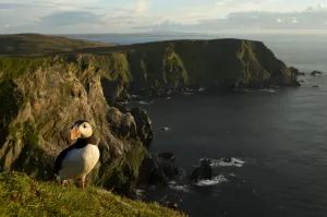 Atlantic Puffin (Fratercula arctica) resting on cliff edge, Skomer Island, Wales