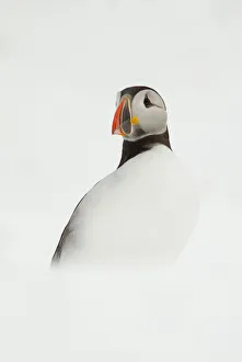 Atlantic Puffin (Fratercula arctica) resting on a snow bank, Isle of Hornoya, Varanger
