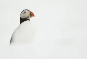 Atlantic Puffin (Fratercula arctica) resting on a snow bank, Hornoya, Varanger, Norway