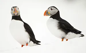 Atlantic Puffin (Fratercula arctica) two resting on a snow bank, Hornoya, Varanger