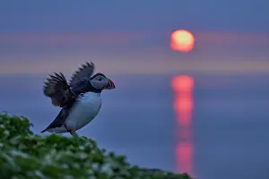 Atlantic puffin (Fratercula arctica) standing on cliff top stretching wings at sunrise, Grimsey Island, Iceland. June