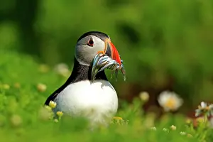 Pembrokeshire Prints: Atlantic puffin (Fratercula arctica) standing on clifftop with beak full of Sand eels (Ammodytes sp)