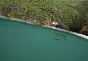 Images Dated 25th July 2012: Atlantic Puffin (Fratercula arctica) swimming, split level view, Skomer Island, Wales