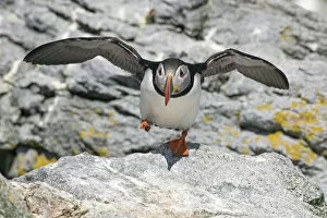 2020 July Highlights Collection: Atlantic puffin (Fratercula arctica) taking off, Machias Seal Island, Maine, USA, June