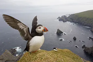 Habitat Prints: Atlantic Puffin (Fratercula artica) adult on breeding cliffs