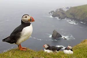 Atlantic Puffin (Fratercula artica) adults on breeding cliffs. Hermaness NNR, Shetland