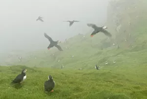 Images Dated 2nd August 2012: Atlantic Puffins (Fratercula arctica) in flight in mist, Skomer Island, Wales, UK, August