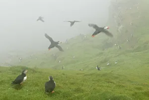 Atlantic Puffins (Fratercula arctica) in flight in mist, Skomer Island, Wales, UK, August Atlantic Puffins (Fratercula arctica) in flight in mist, Skomer Island, Wales, UK, August