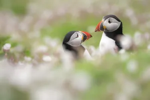 Atlantic puffins (Fratercula arctica) amongst flowering Sea campion (Silene uniflora), Skomer Island, Pembrokeshire, Wales, UK. May
