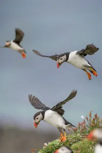 Atlantic Puffins (Fratercula arctica) flying near cliff top, Isle of Lunga, Isle of Mull