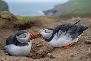 Face To Face Prints: Atlantic puffins (Fratercula arctica) pair at nest burrows showing courtship behavior
