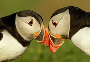 Atlantic Puffins (Fratercula arctica) pair bill rubbing, part of ritual courtship