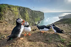Pembrokeshire Prints: Atlantic puffins (Fratercula arctica) two pairs perched on clifftop