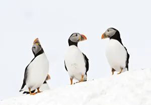 Atlantic Puffins (Fratercula arctica) three resting on a snow bank, Hornoya, Varanger