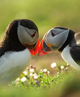 Danny Green Collection: Atlantic Puffins (Fratercula arctica) bill rubbing, Skomer Island, Wales, UK, April