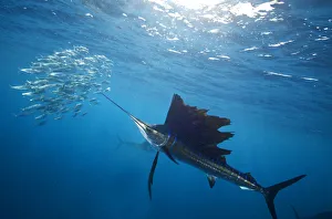 Atlantic Sailfish (Istiophorus albicans) attacking school of sardine (Sardinella aurita) bait ball