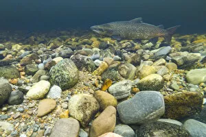 Atlantic salmon (Salmo salar) on breeding territory in the River Ness, Scotland, UK, January