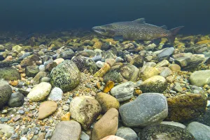 Bay Salmon Prints: Atlantic salmon (Salmo salar) on breeding territory in the River Ness