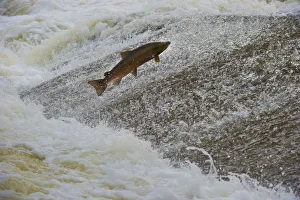 Atlantic salmon (Salmo salar) leaping up the cauld at Philphaugh Salmon Viewing Centre near Selkirk