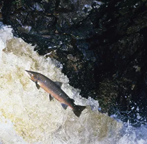 Atlantic salmon (Salmo salar) leaping upstream in river, Scotland, UK