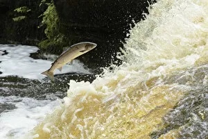 Jumping Gallery: Atlantic salmon (Salmo salar) leaping up waterfall to reach spawning grounds upstream