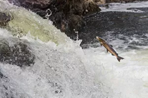 Atlantic salmon (Salmo salar) leaping up waterfall, Cairngorms National Park, Scotland, UK. October