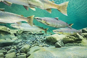 Migration Gallery: Atlantic salmon (Salmo salar) migrating for spawning in river, Gaspe Peninsula, Quebec