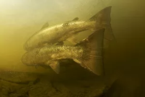 Migration Gallery: Atlantic salmon (Salmo salar) migrating upstream to spawn, Umelven, Sweden, July 2009