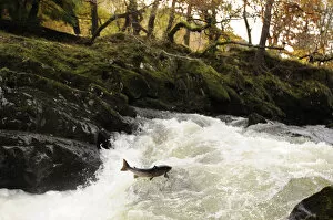 Images Dated 6th November 2010: Atlantic salmon (Salmo salar) moving upriver to spawn. Lligwy River nr Betws y Coed