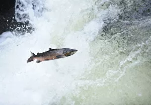 2011 Highlights Gallery: Atlantic salmon (Salmo salar) moving upriver to spawn. Lligwy River nr Betws y Coed