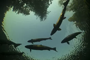 Migration Collection: Atlantic Salmon (Salmo salar) in pool on upstream spawning migration, silhouetted against sky