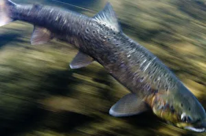 Images Dated 13th October 2008: Atlantic salmon (Salmo salar) River Orkla, Norway, September 2008