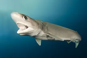 Coloured Background Prints: Atlantic sixgill shark (Hexanchus vitulus) swimming with open mouth