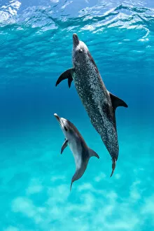 September 2022 Highlights Collection: Atlantic spotted dolphin (Stenella frontalis) with juvenile swimming towards surface over a