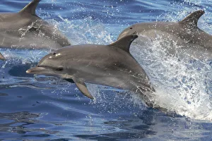 Atlantic spotted dolphin (Stenella frontalis) juvenile porpoising, with pod, Tenerife