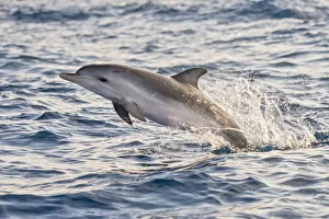 Atlantic spotted dolphin (Stenella frontalis) juvenile porpoising, Tenerife