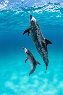 Atlantic spotted dolphin (Stenella frontalis) with juvenile swimming towards surface over a shallow sand bank, Little Bahama Bank, Bahamas, Atlantic Ocean