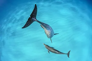 Atlantic spotted dolphin (Stenella frontalis) mother and young swimming over a shallow