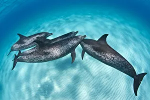 An Atlantic spotted dolphin (Stenella frontalis) rejoins its pod over a shallow sand bank