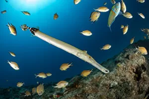 Images Dated 16th March 2020: Atlantic trumpetfish (Aulostomus strigosus) surrounded, South Tenerife, Canary Islands