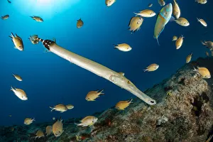 Syngnathiformes Prints: Atlantic trumpetfish (Aulostomus strigosus) surrounded, South Tenerife, Canary Islands