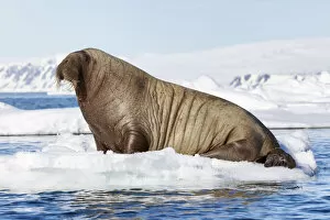 Icebergs Gallery: Atlantic walrus (Odobenus rosmarus rosmarus) hauled out on ice floe, Svalbard, Norway