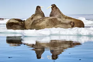 Iceberg Gallery: Atlantic walruses (Odobenus rosmarus) resting on ice, with two large individuals facing