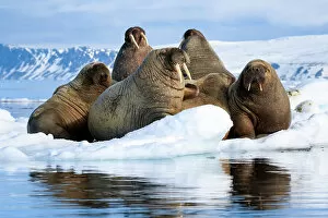 Images Dated 28th November 2016: Atlantic walruses (Odobenus rosmarus rosmarus) group hauled out and resting on ice floe