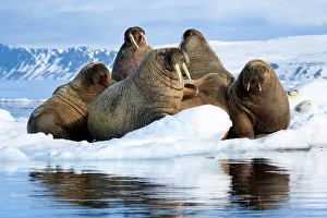 Atlantic walruses (Odobenus rosmarus rosmarus) group hauled out and resting on ice floe, Svalbard, Norway, June
