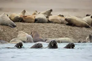 Arctic Ocean Prints: Four Atlantic walruses (Odobenus rosmarus) swimming close to shore with colony resting in background