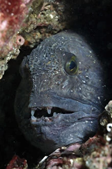 Images Dated 12th August 2011: Atlantic wolf fish (Anarhichas lupus) in a rock crevice, St Abbs (St Abbs and Eyemouth
