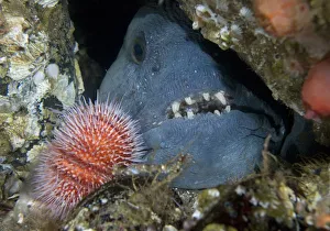 Atlantic wolffish (Anarhichas lupus) approaching Sea urchin, Saltstraumen, Bod, Norway